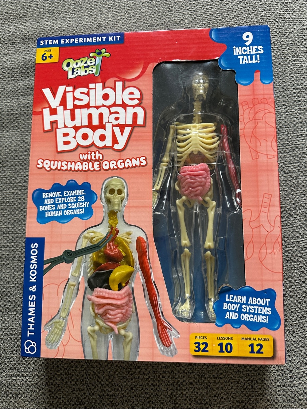 Visible Human Body STEM Kit with Squishable Organs - Red/Yellow/Pink